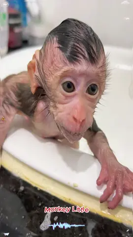 The little monkey is taking a bath #fentysuperbrandday #LanguageLearning #monkeydluffy #monkeys 