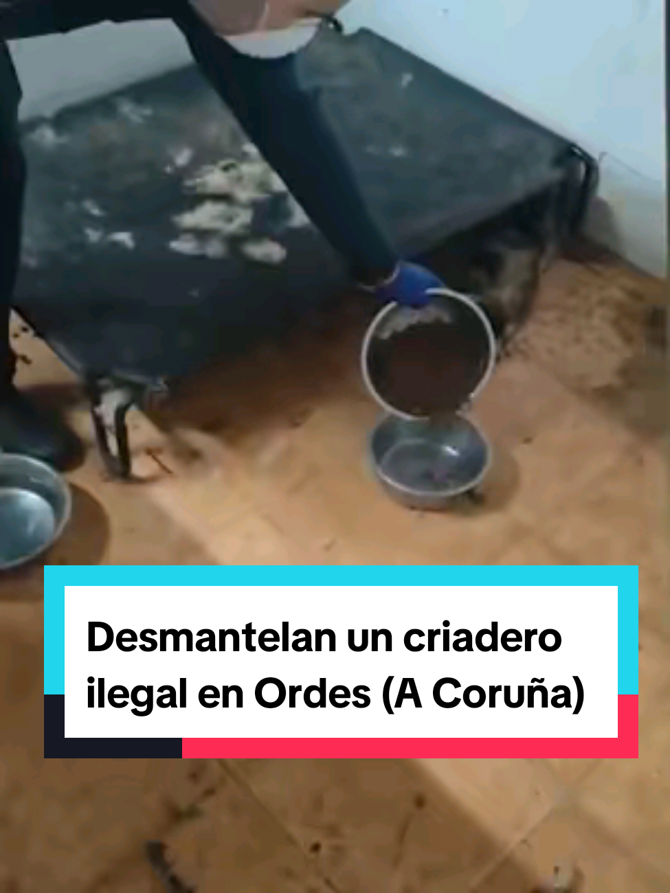 La Guardia Civil halla 250 cadáveres de animales en un criadero clandestino en A Coruña #GuardiaCivil #rescateanimal #Maltratoanimal