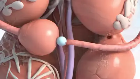 Twins Baby inside view in Mother  #anatomy #viral #foryou#human#healthylifestyle  ‎