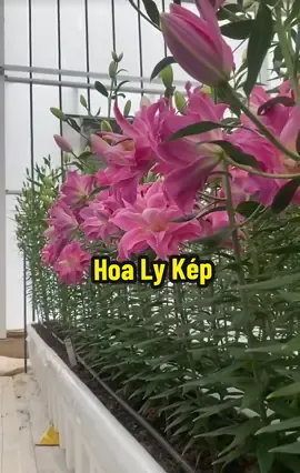 Hoa ly nở rộ – đẹp tới mức không tin là thật 😳 #hoaly #củly #hoalily 