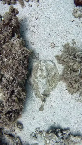Electric stingray  #authentic #seacreatures #underwater #gopro #ocean 