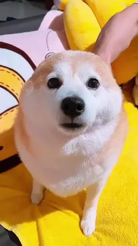 Gray Women's Cable Knit Zip-Up Hooded Jacket Stylish Cozy Winter Outfit Textured Fabric Full-Zip Drawstring Hood Adjustable Style Casual Light Activity Look #zipuphoodie #cloudziphoodie #fullziphoodie #zipperjacket #hoodieoutfit #halfziphoodie #hoodieoutfits #zipperhoodie #greyhoodie #womenswinterjacket