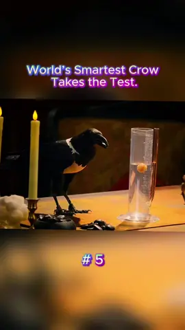 World’s Smartest Crow Takes the Test.#crow #smartest #USA #markRober #challenge