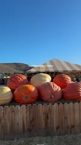 fall vibes, 80 degrees and all #pumpkinpatch #pumpkinseason #familyday #fallactivities #vlogs 
