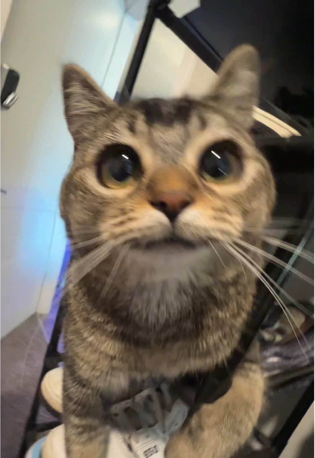 get down on it #fyp #cat 