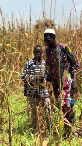 Sama yaram daw na jajef Pape Thiaw #modou_comedien #ousseynoucomedy #sénégaltiktok #pourtoii @ousseynou et Modou 