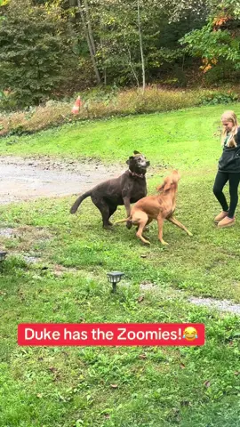 Duke has the Zoomies! 😂😂#trendingvideo #dogsoftiktok #fyp #dog #dogsvideo 