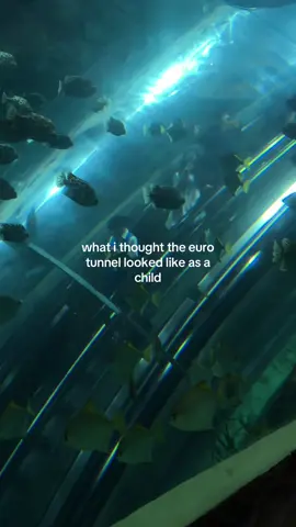 such a shame tbh #shanghai #aquarium #eurotunnel #leshuttle #paris  viral shanghai aquarium tunnel