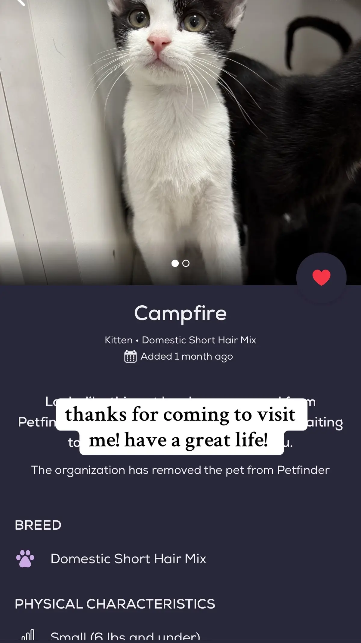 saw him online and instantly knew he had to come home with me 🥹🥹 my sweet lil man #fyp #tuxedocat #adoptdontshop 