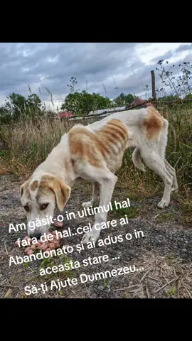 #nature #animalsoftiktok #abandoned #sebis 