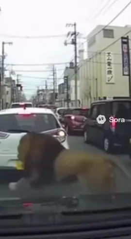 昭和の大事件「ライオン渋滞」 #ノスタルジー #昭和 #ライオン #SORA2 