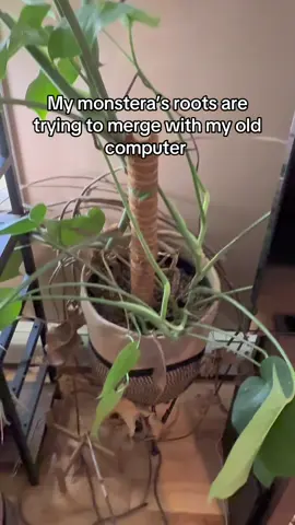 She just wants to connect 😭 #plants #creepy #cryptid #plantsoftiktok #pcbuild 