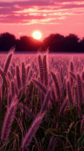 Rose Harvest #Background #LiveWallpaper #Aesthetic #Nostalgia #freebieclip 
