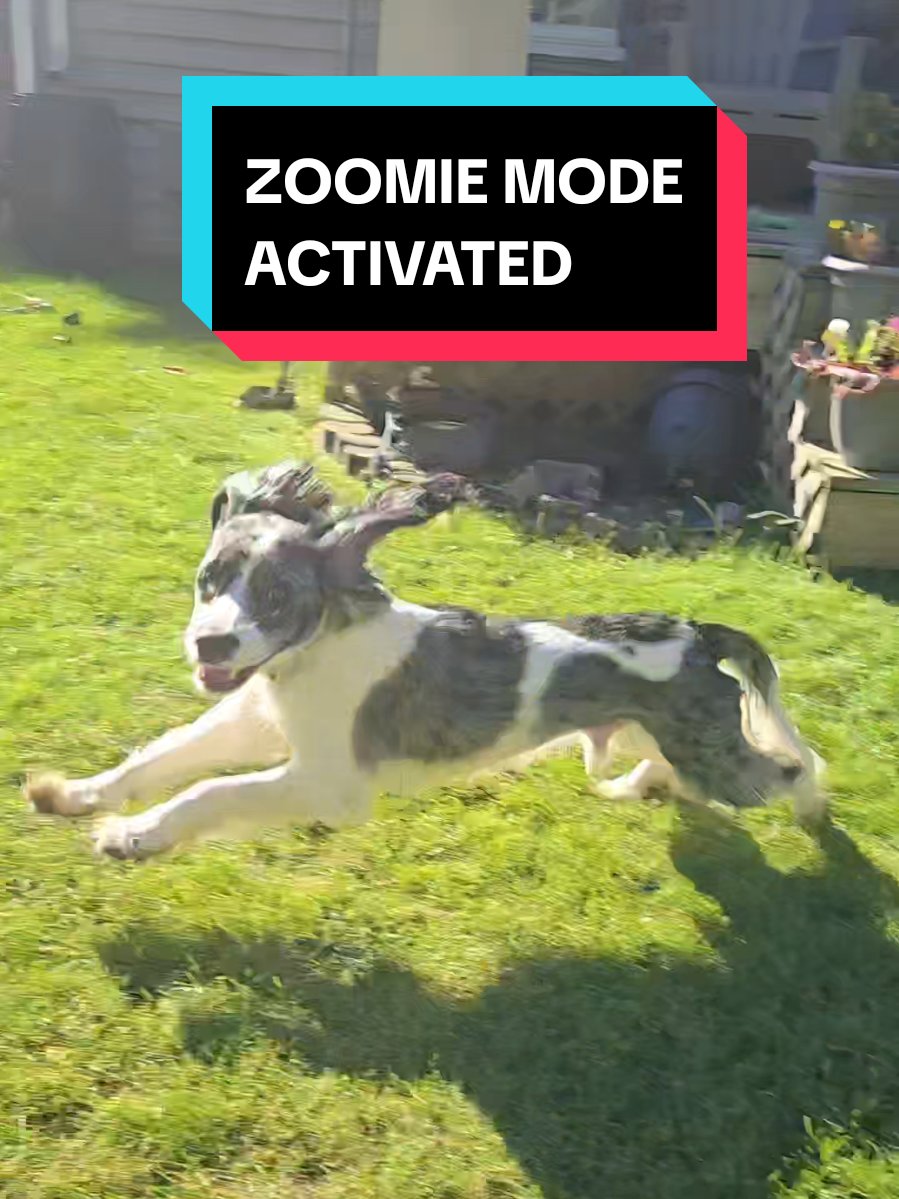 Zoomie mode activated #zoomies #remithedog #puppy #spaniel 
