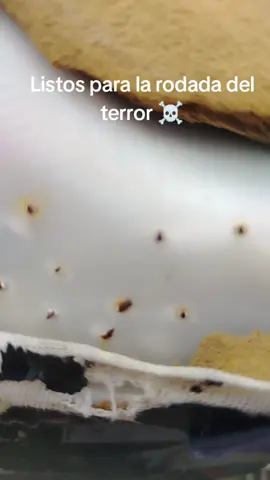 #rodadadelterror #fyp #viral 