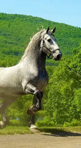 Is dapple grey the most beautiful horse color? Or is there a better one? What do YOU think? Vote now! 🐎🔥 #horsetok  ​#dapplegrey  ​#equestrian ​#viralanimals ​#fyp Watch the sheer power! 🤩 The elegant gait and majestic energy of this dapple grey horse. The ultimate view for horse riding and equestrian enthusiasts.
