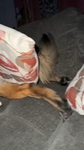 Like ma’am, why is the pillow in between your cheeks like that?? #dog #funny #weird #zelle 
