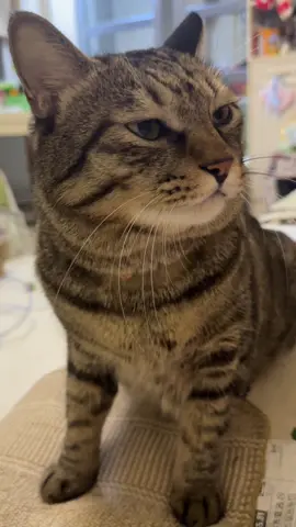 Three colors are three-color cats.#fyp #jinjin #CatCare 