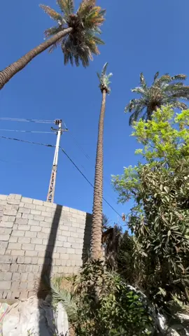 وكع منها 💔💔#تقطيع_النخيل #كصاص_تمر_عيط #الشعب_الصيني_ماله_حل😂😂 #تكريب_النخيل🌴🌴🌩🌦🌥👍 #fyp 