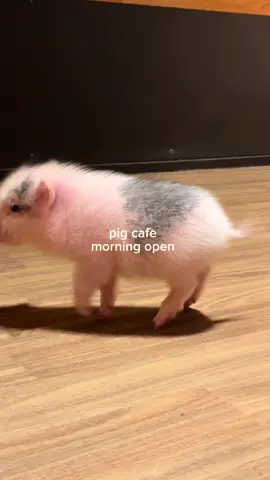 【ASMR】pignic morning open #pignic #ASMR #nature #pig #animals 