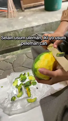 Nk nggenmu usum op cah#mangga #usume #fyppppppppppppppppppppppp 