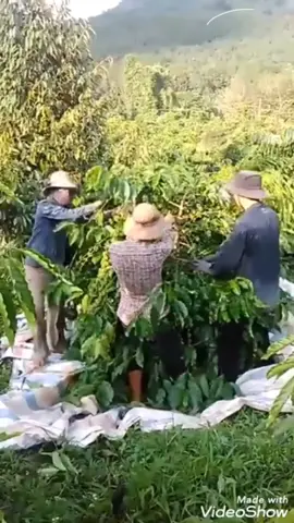 khi hết nhạc rồi cây cafe ra sau đây ta 😝😝😝😝😝