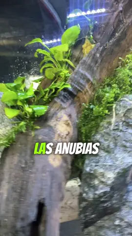 Ya le puse las plantas pura naturaleza en la pecera🌊🌱🌱🌱🌱❤️🐠🐠 #naturaleza #fishtanks #pecera #plantasacuaticas #acuarioplantado #decoracion #roca #tronco 
