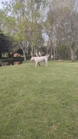 #paratiiiiiiiiiiiiiiiiiiiiiiiiiiiiiii #Nazariodogoargentino 