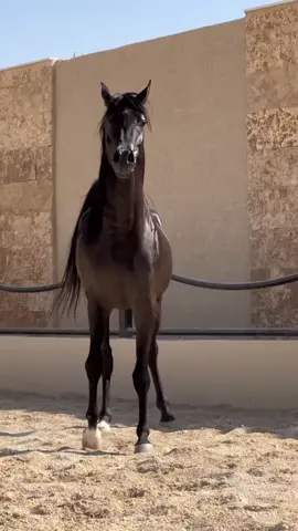 بسم الله ماشاء الله لا حول ولا قوه الا بالله #horses #خيل #خيل_وخياله🐎 #explore #الشعب_الصيني_ماله_حل😂😂 