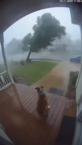 NooOo el perrito volooo 😭😯🫣  #tornado #sad #viral #dog #animal 