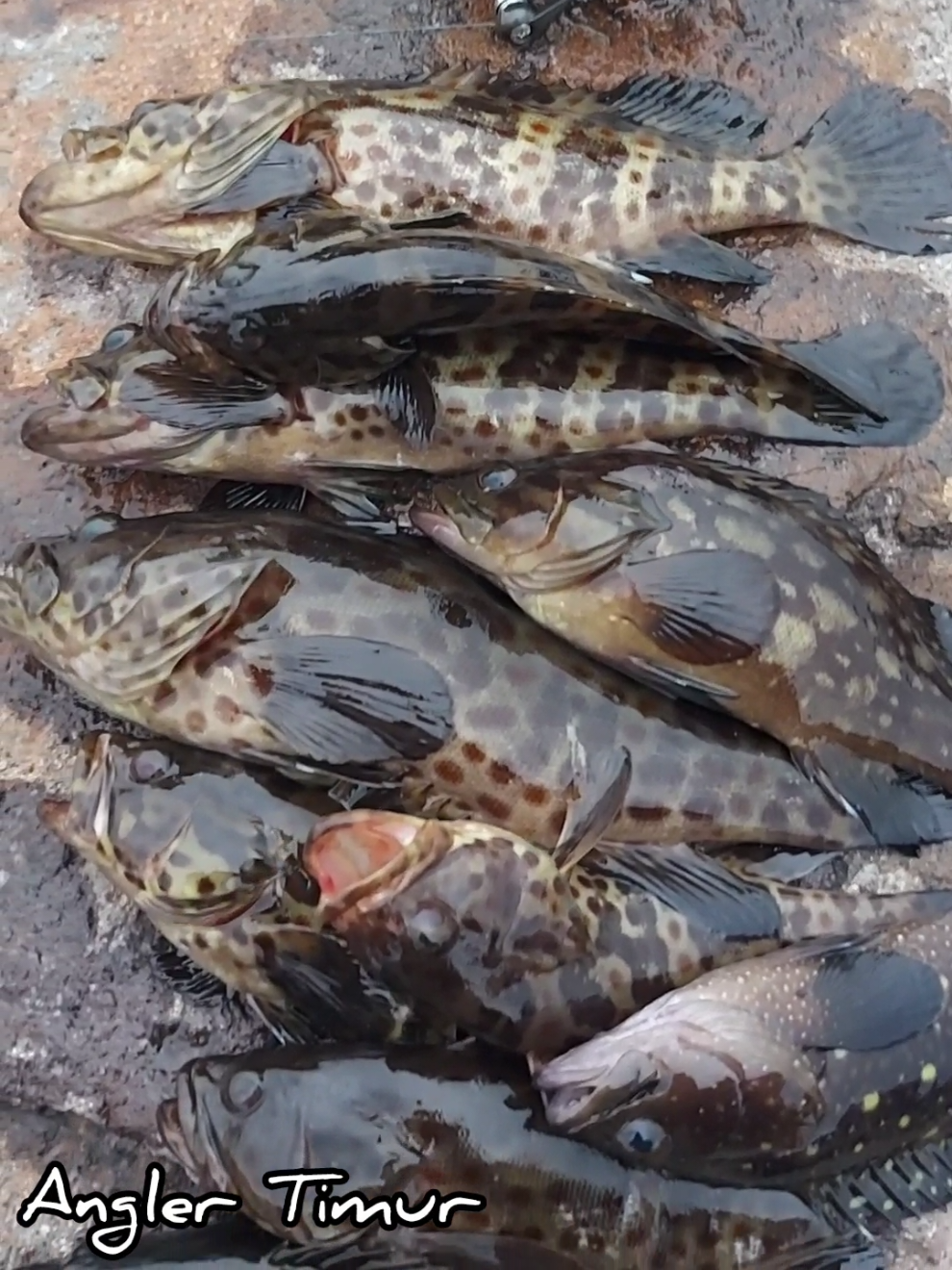 Mancing Kerapu di batu rata Ancol info penyebrangan hub Pak Bidon WA 0812-4424-2505 berangkat dari cafe dermaga 22 Marina Ancol ohh ya kalau yang mau joran seperti yang saya pakai ini bisa liat di showcase ya namanya joran ultra bender 24 #fishing  #wildfishing  #ultrabender24  #mancing  #grouperfishing 