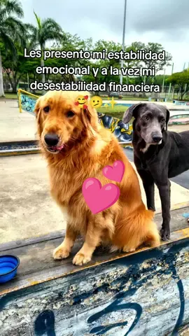 Mi buen amigo 🐾✨ #goldenretriever #adoptanocompres #perros #adoptme #Motivacional 