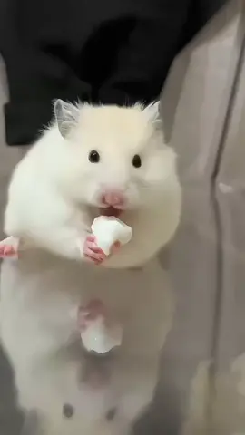 Pudding các bé hợp tác dữ lắm 🥰🥰🥰#phukienhamster   #dochoihamster   #chuonghamster   #hamstervietnam   #hamstergiare  