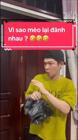 Vì sao mèo lại đânh nhau ? 🤣🤣🤣 #sangvlogdeaf #deaf #deafcommunity #typ #funny  