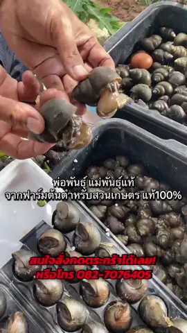 #หอยขมยักษ์รัตนะ #เกษตรอินทรีย์ #เกษตรผสมผสาน #เกษตรพอเพียง #เอาขึ้นหน้าฟีดที 