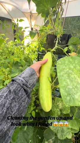 I can’t believe how big this cucumber got!!! Good for seeds ! #gardentok #cucumber #homegarden 