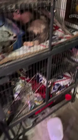#opossumsoftiktok #goodboy #animals #funny