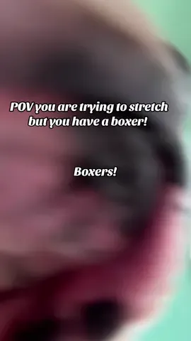 Life with a boxer is top notch! Where are my boxer peeps?!! #boxerdog #boxerpuppy #whiteboxer #furbaby #doglover 