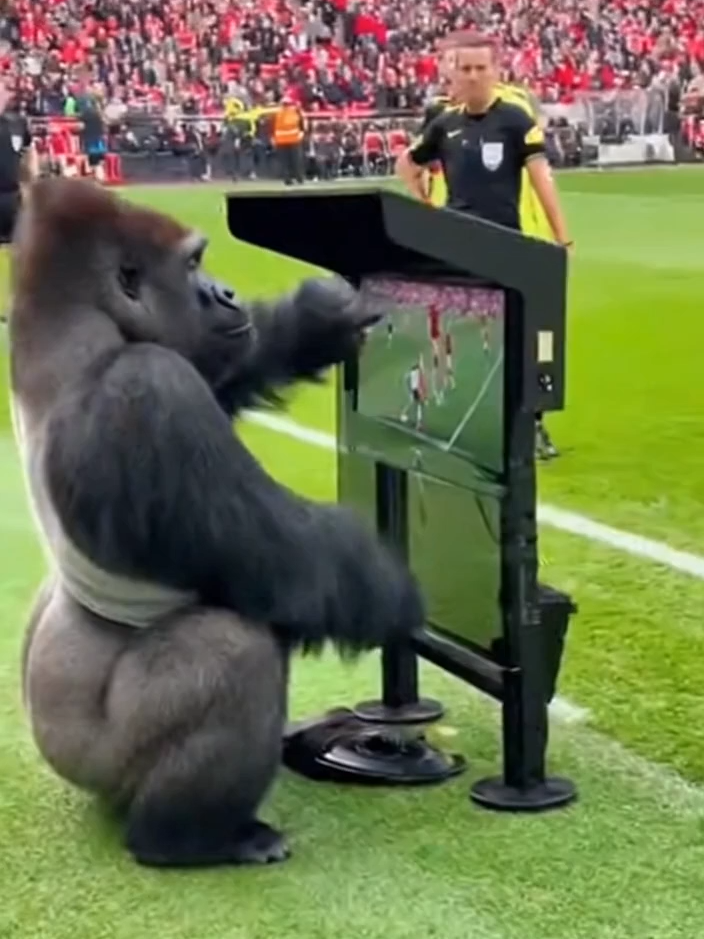 Gorilla Doing The VAR Predictions And Screen Very Impressive #soraai #fypp #fun #forupage #firegame #TheFinals #thefinals #sora