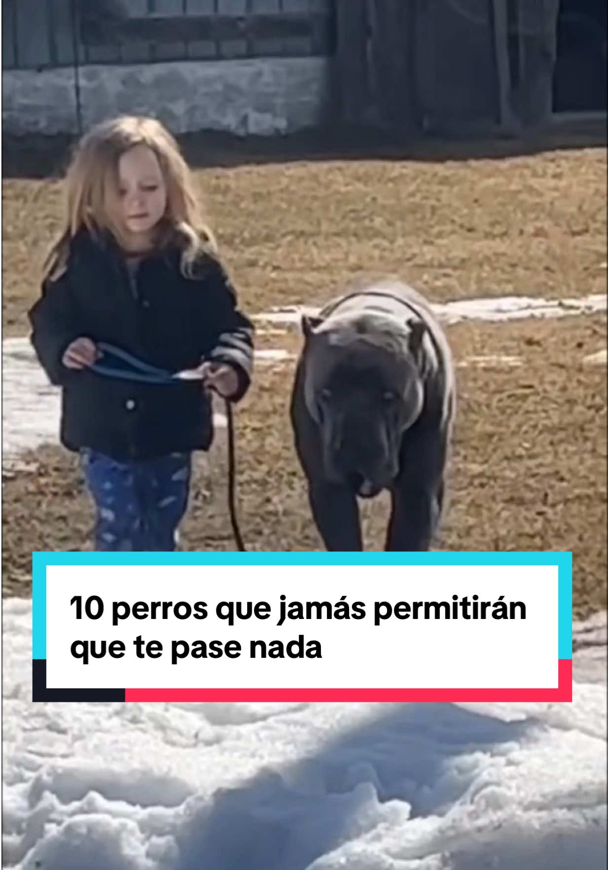 10 perros que jamás permitirán que te pase nada #perros #dogs 