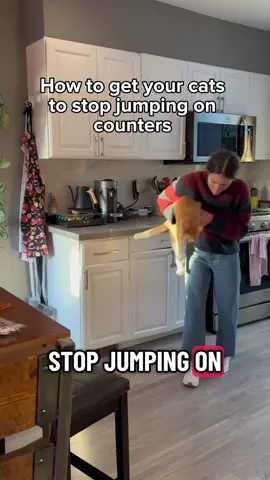 Teach them that you have eyes everywhere with the RV Cam Al Mini from @Waggle Pet Tech .  Use code MOCHIANDCHEDDAR for an extra 10% off website prices 😎 #sponsored #catlover #petcam #cathumor