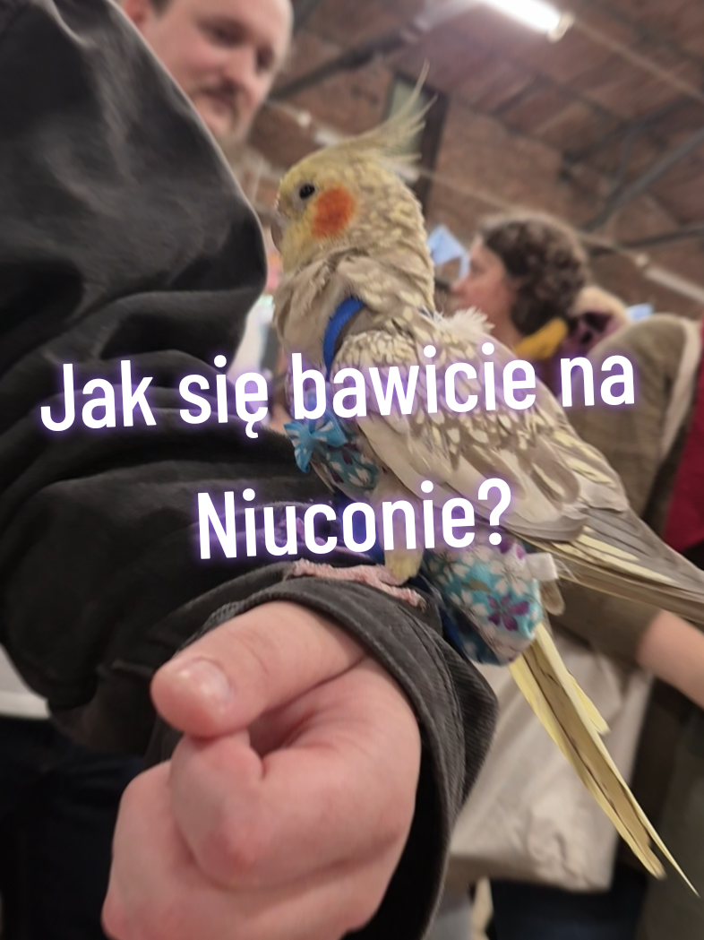 Jak się bawicie na Niuconie? Mamy nadzieję, że dobrze 😎🫶/#niucon #niucon2025 #wroclaw #japonia #konwent 