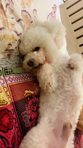 Đại đại đi cho có kỷ niệm 🙂🐕