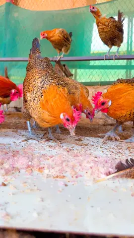 الدجاج الفيومي الذهبي🚨🐣🥚#ازولا #دواجن #الجوف_طبرجل #اكسبلووووورررر 