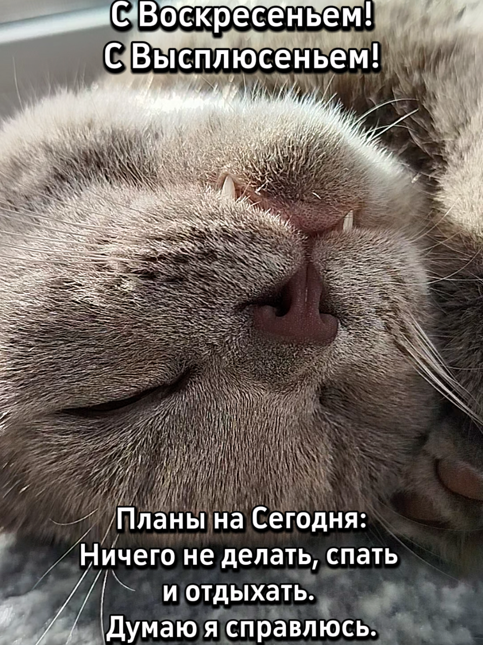 #поздравление #воскресенье #котик #отдых 