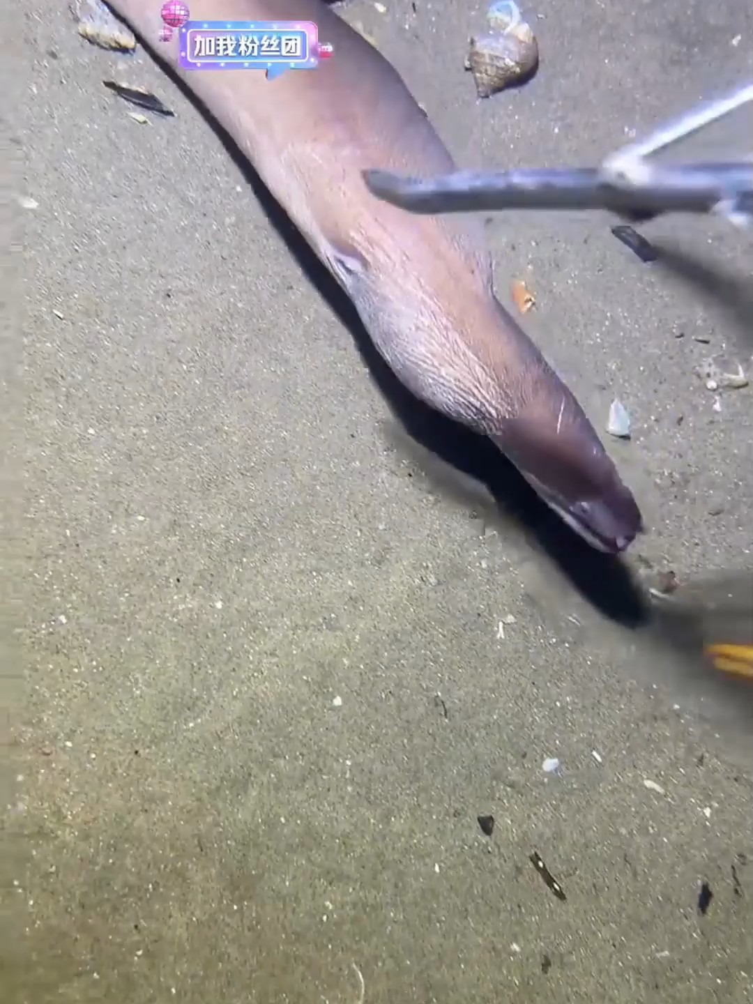 #fishing #eels #diving #crab #lobster #beach #deepsea #catchthesea #nature #sea #nemo