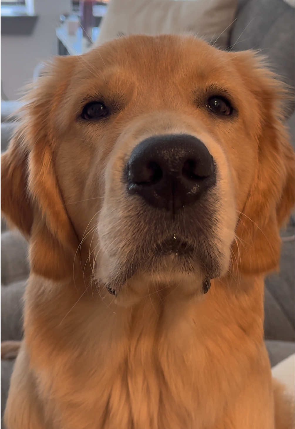 It’s the close up nose sniffs for me 😂 #goldenretriever #healthysnacks #puppytiktok #petsupplies #fyp 