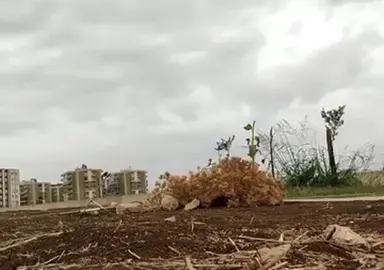 #الصيد_فن_وزوق_واخلاق #الصيد #حسون #طبيعة #تفحي 