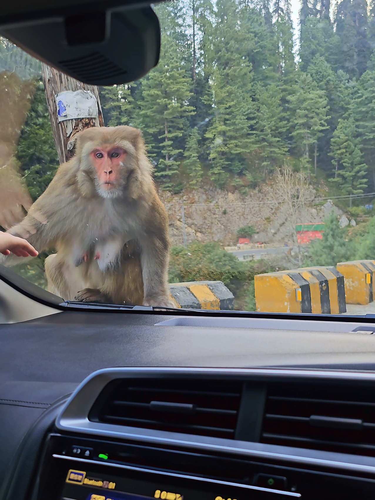 Monkey Fun Nathiagali  #travel, #wanderlust, #explore, #adventure, #traveltok