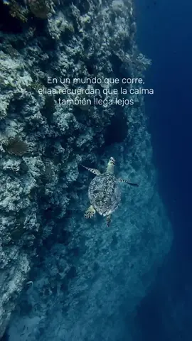 Lento no es tarde. Todo llega. 🐢✨ #WeAreOkean #OceanLove #Tortugas 